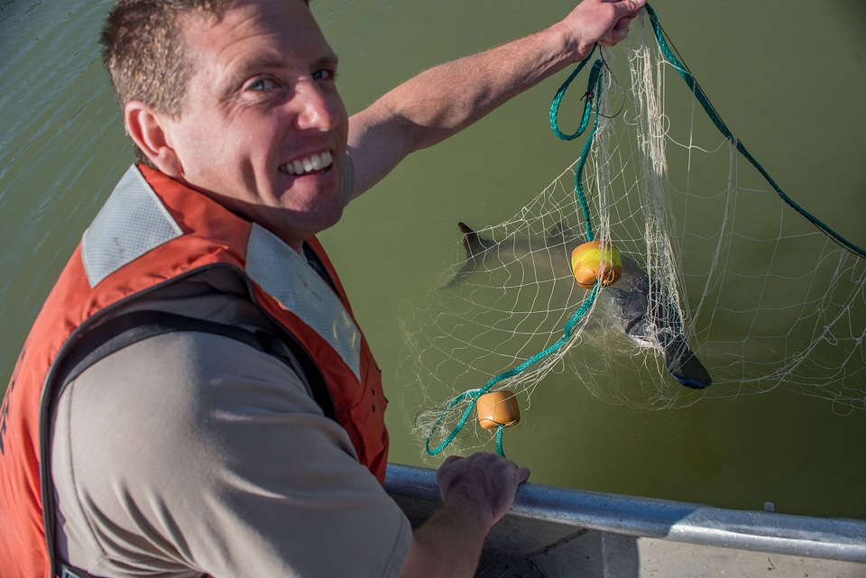Fisheries crew netting paddlefish-1