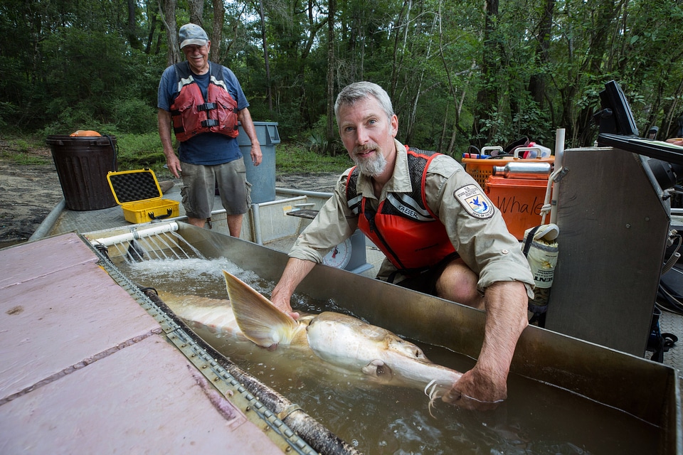 Fisheries biologists holds fin on a Gulf sturgeon