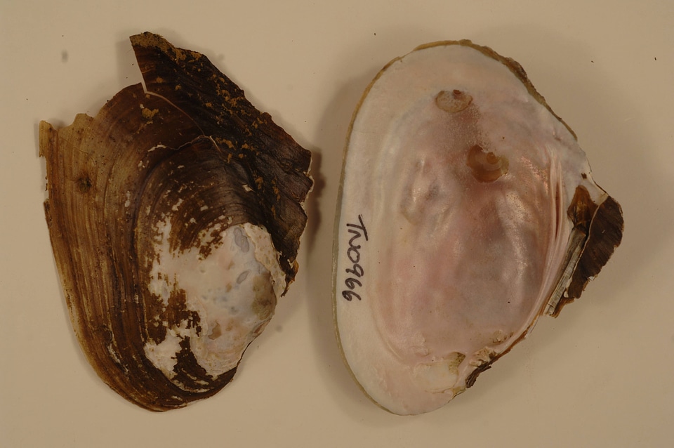 Potamilus alatus-1