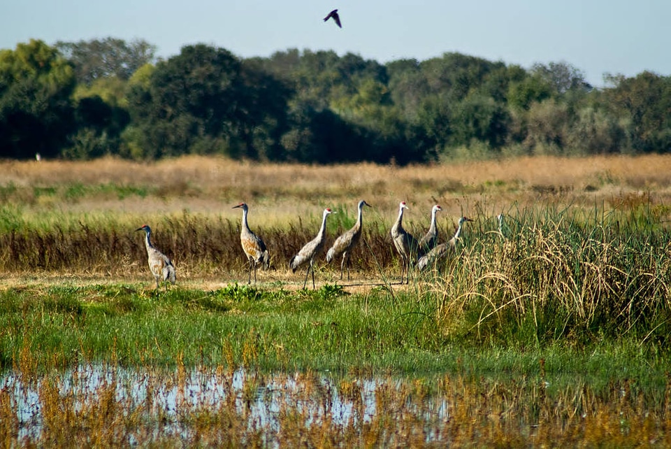 Sandhill cranes at Stone Lakes National Wildlife Refuge