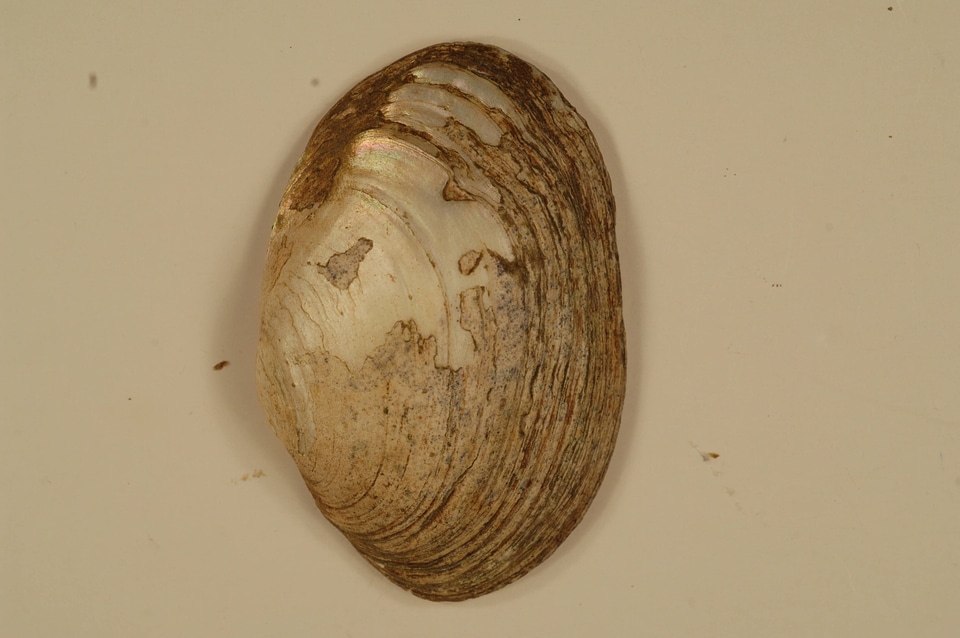Villosa trabalis (outside)-1