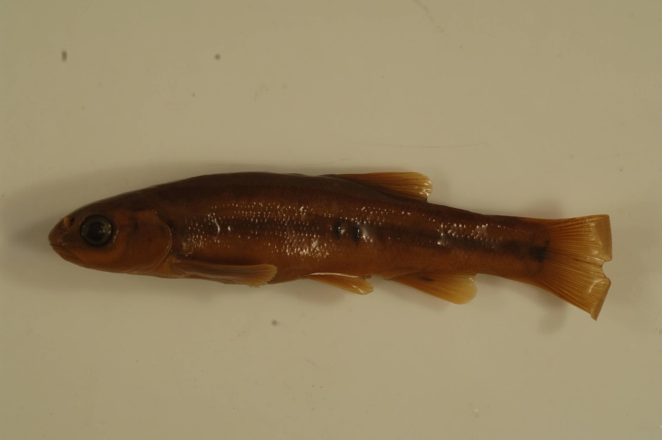 Margariscus margarita