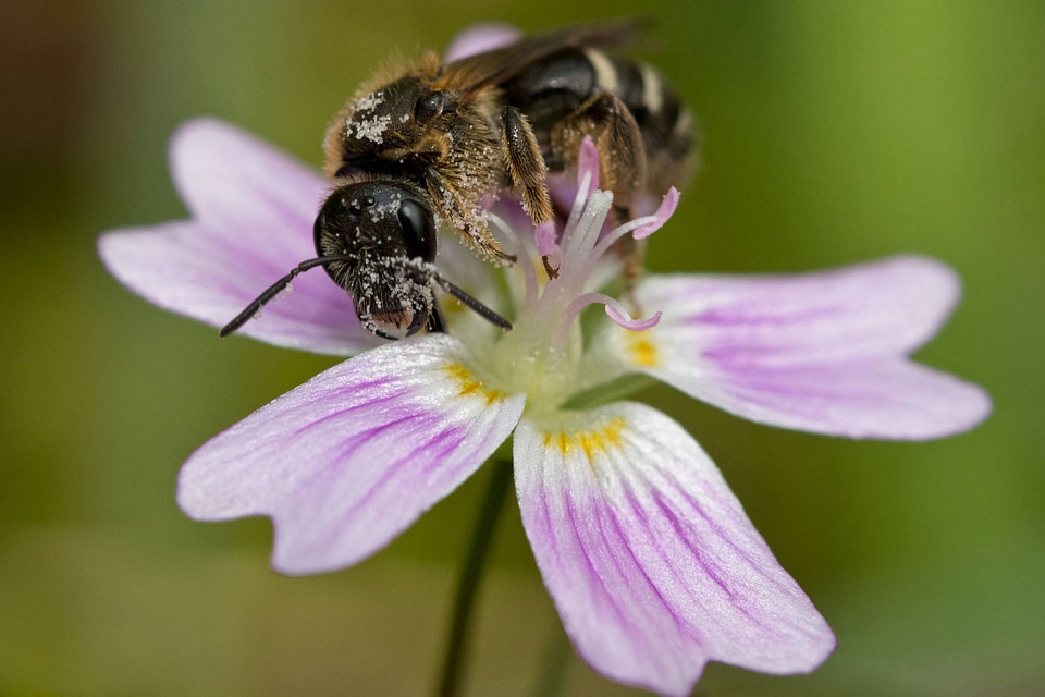 Sweat bee on candyflower 