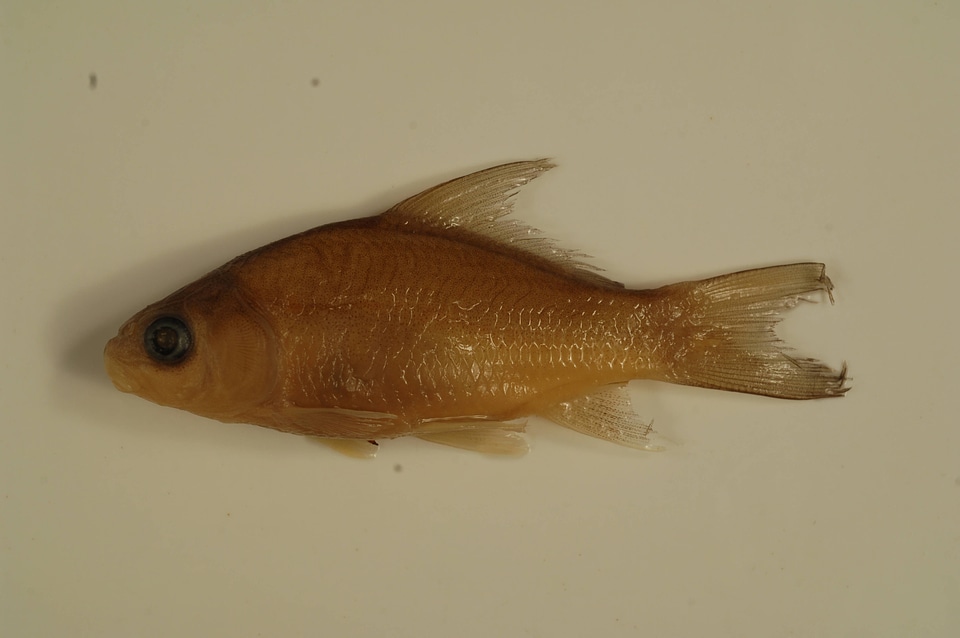 Carpiodes cyprinus-1