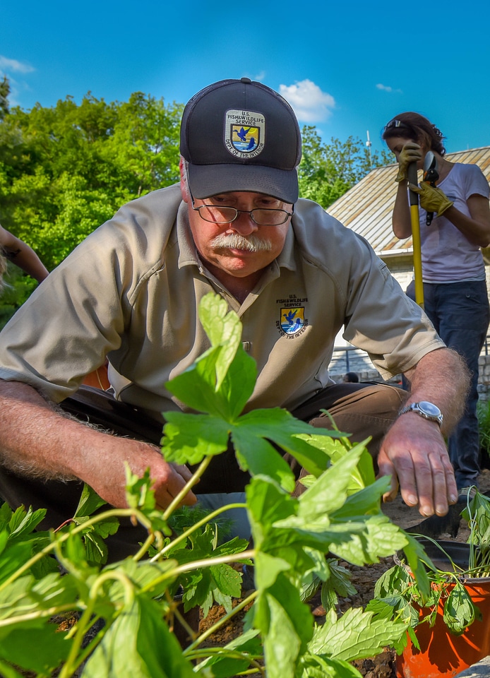 Employee planting a monarch garden