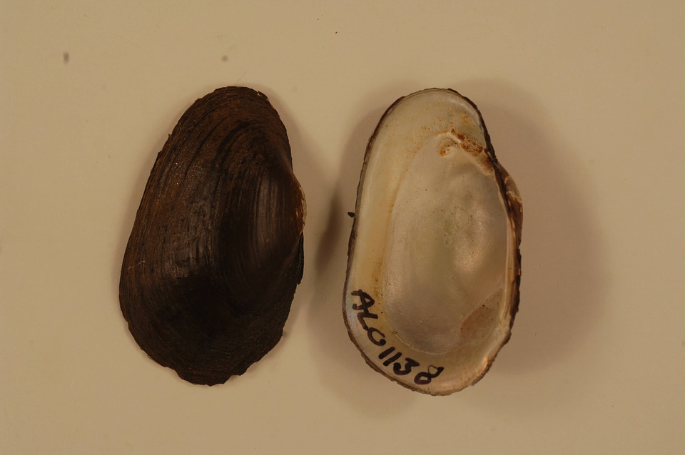 Villosa umbrans-1