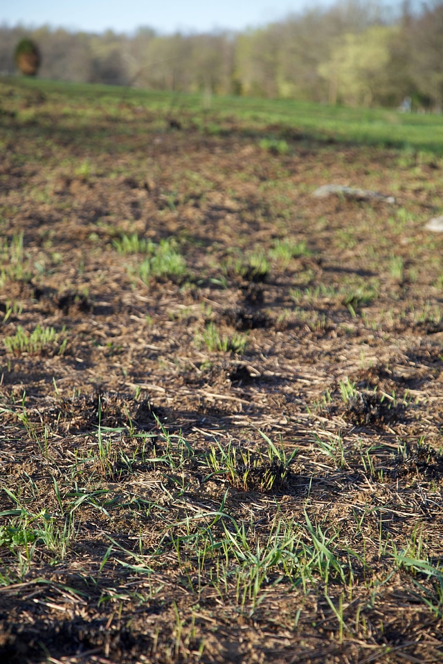 Prescribed burn regrowth of Big Bluestem grasses-2