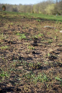 Prescribed burn regrowth of Big Bluestem grasses-2