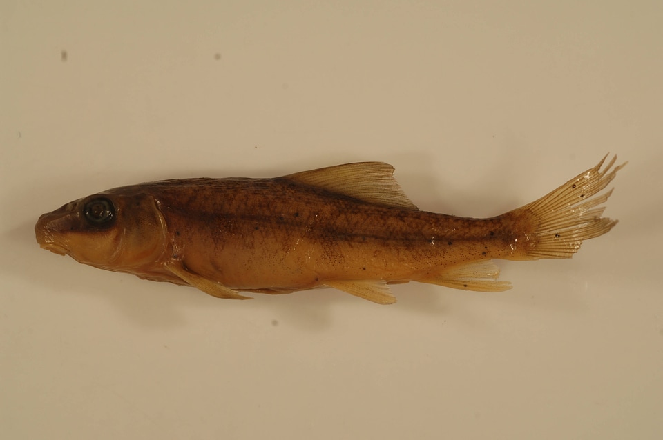 Catostomus macrocheilus