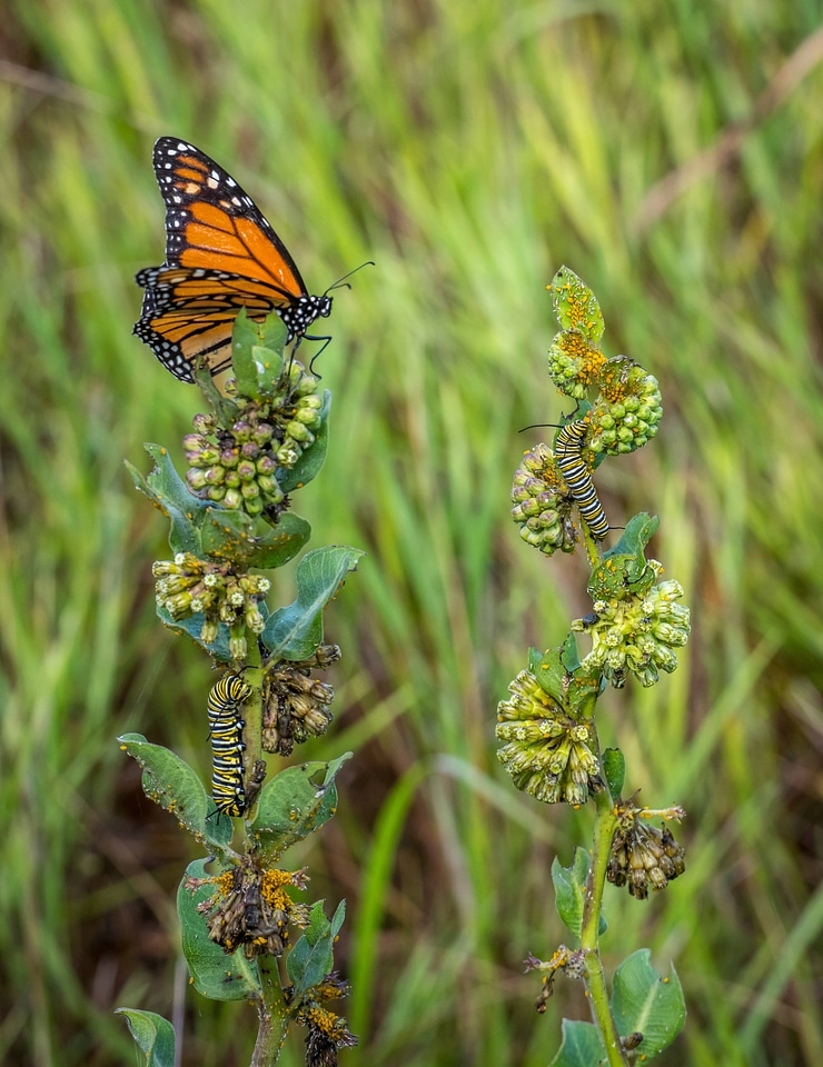 Monarch butterfly on Green comet milkweed