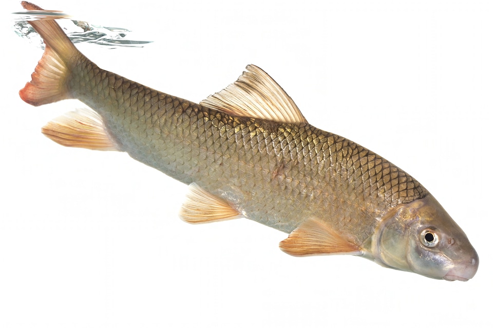 Shorthead redhorse sucker-1