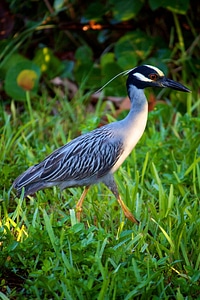 Yellow-crowned Night Heron-1