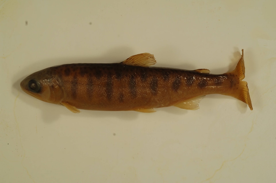 Oncorhynchus kisutch-1