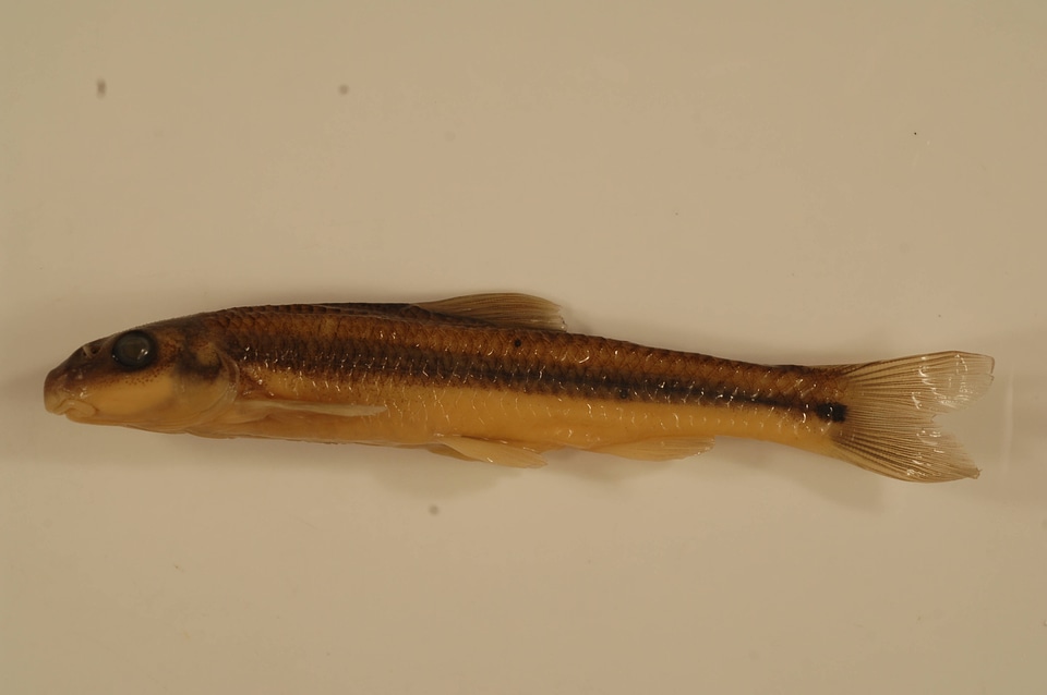 Phenacobius mirabilis-1