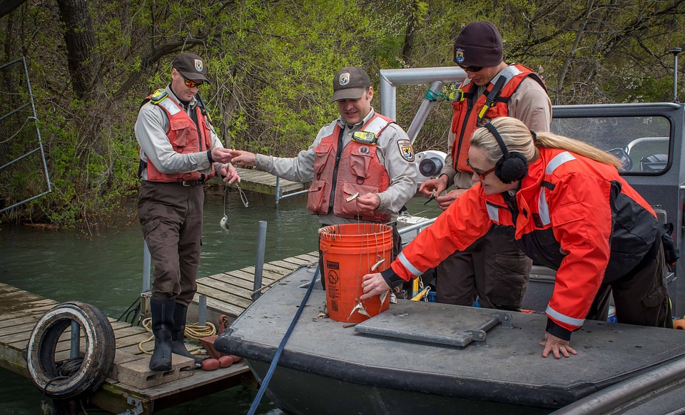 USFWS Fisheries workers bait hooks for Lake sturgeon capture-1