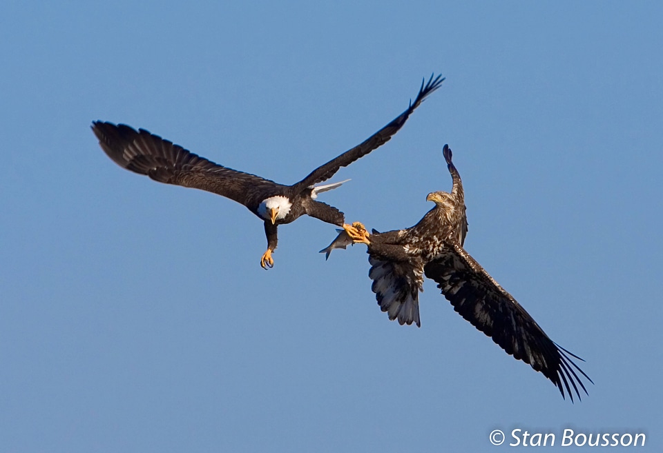 Stealing a fish from another Bald eagle
