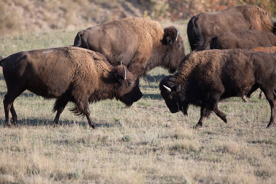 Young bull bison play