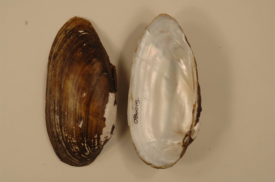 Lampsilis teres-1