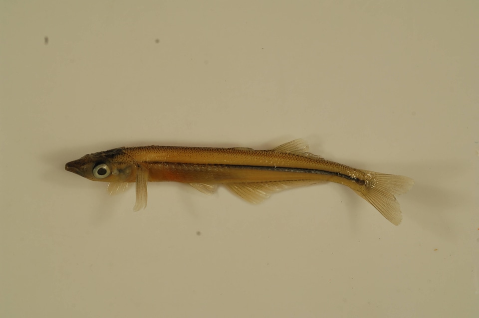 Labidesthes sicculus