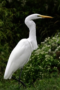 Great egret side view