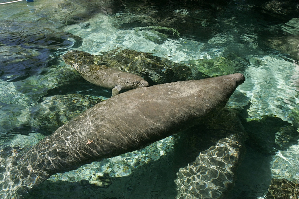 Florida manatee-1
