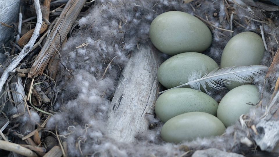 Common eider eggs