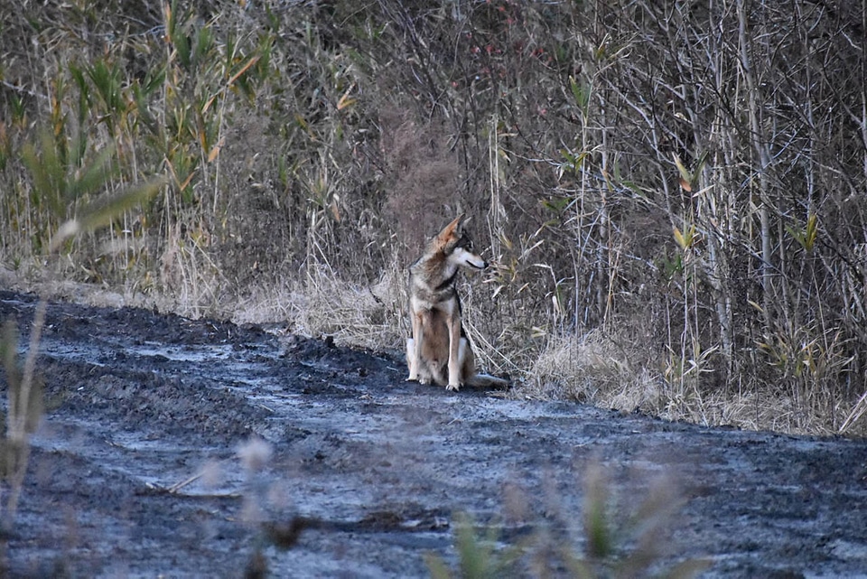 Red wolf on refuge