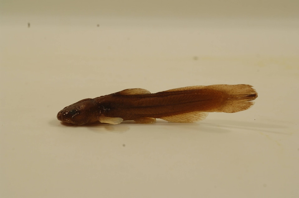 Noturus leptacanthus-1