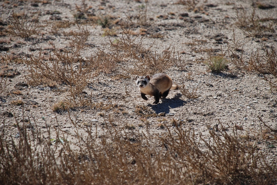 Black-footed Ferret release