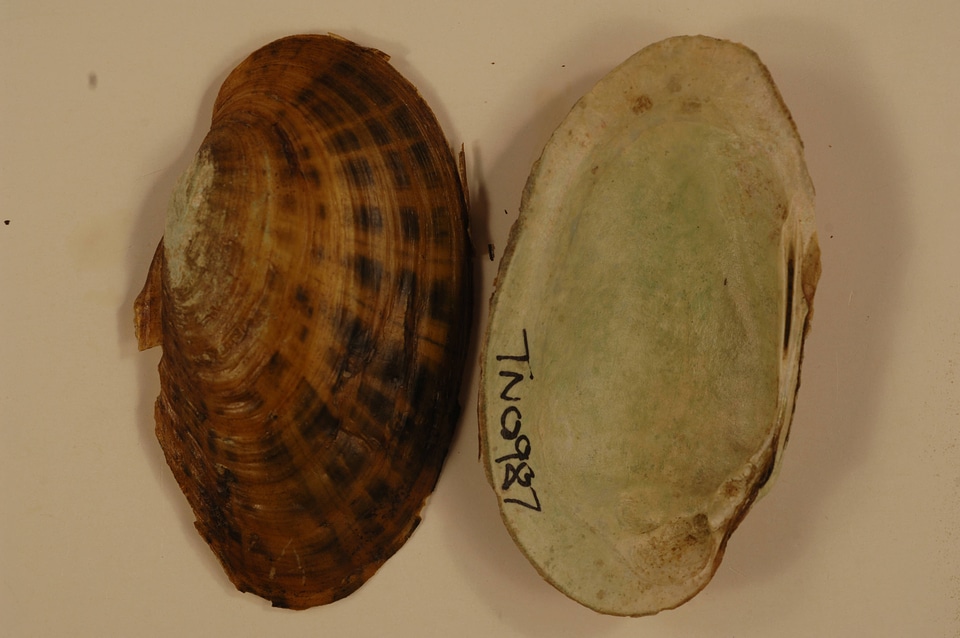 Villosa taeniata-3