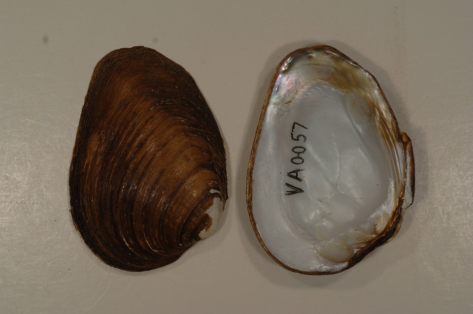 Pleuronaia barnesiana-3