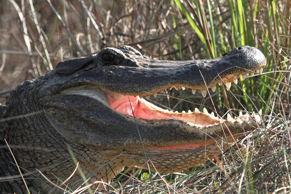 American Alligator-1