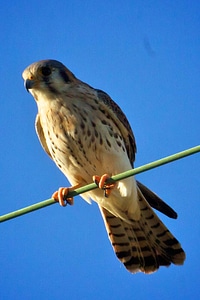 American Kestrel photo