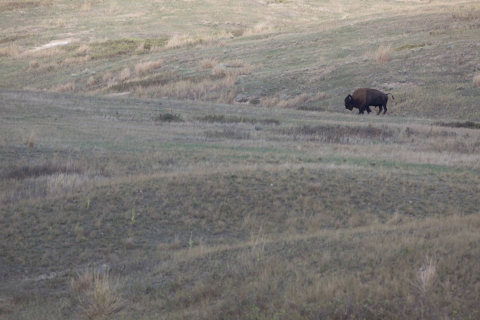 Lone bison in the landscape