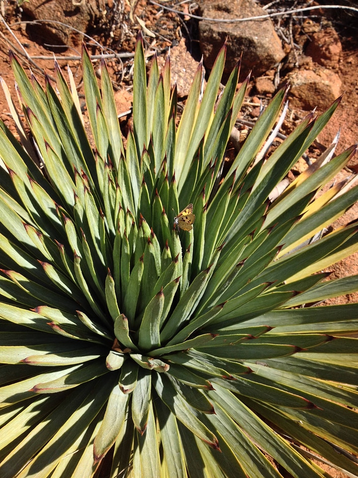 Hermes Copper butterfly on Chaparral yucca