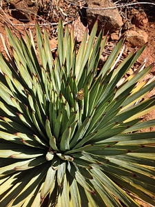 Hermes Copper butterfly on Chaparral yucca