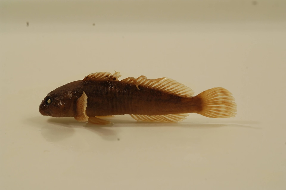 Cottus beldingii-1