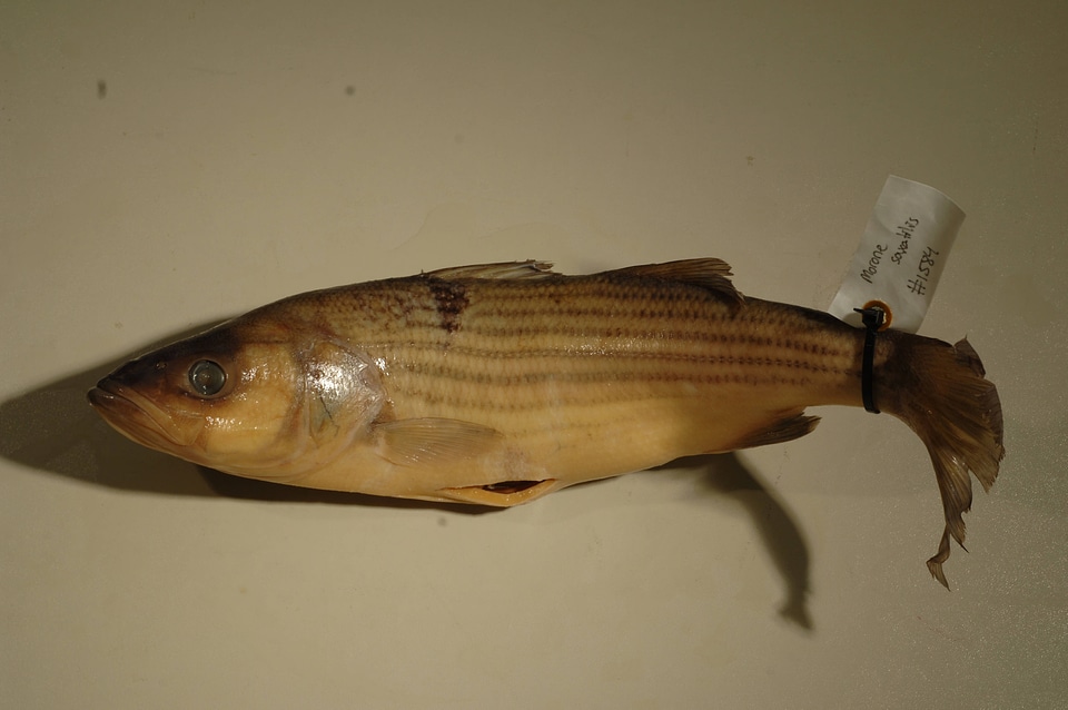 Morone saxatilis-6