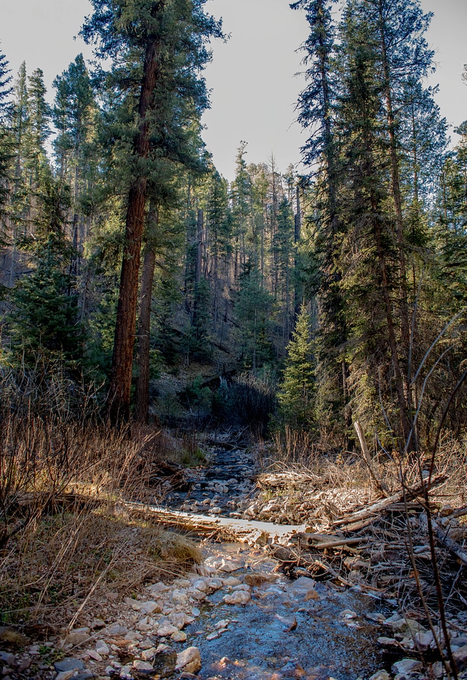 Mineral Creek in Gila National Forest-5