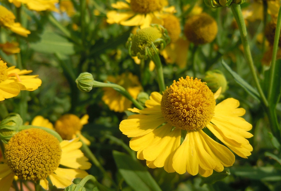 Sneezeweed blooming