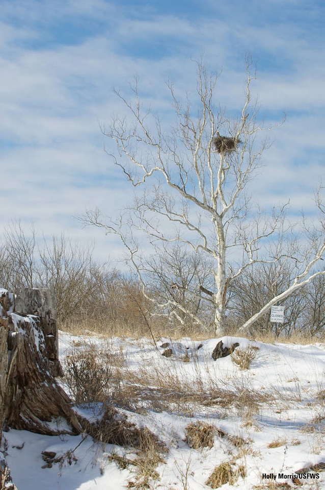 NCTC Eagle's nest-1