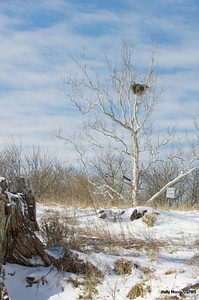 NCTC Eagle's nest-1