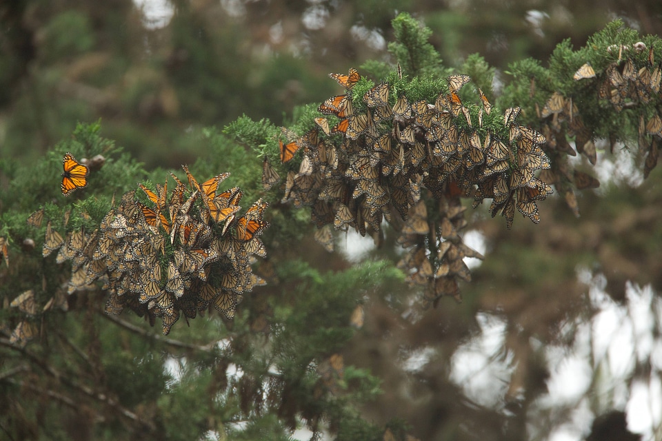 Monarch butterflies-1