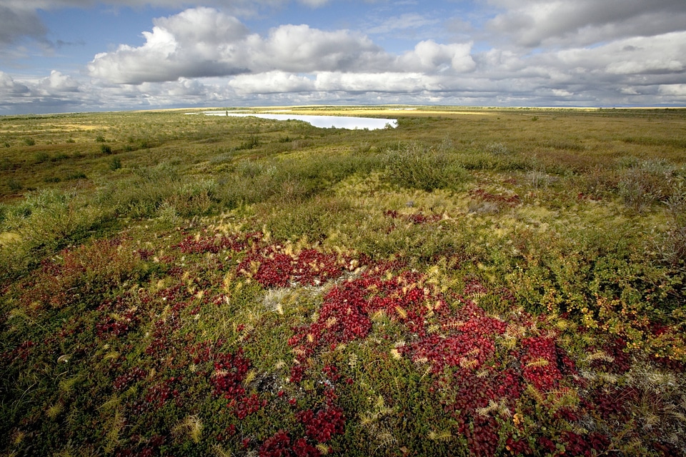 Bearberry leaves give vivid color to the landscape