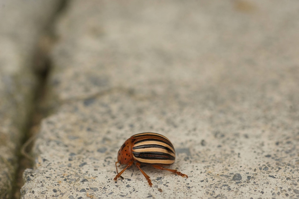 Colorado potato beetle-4