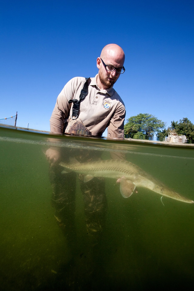 Fishery biologist surveys a Pallid sturgeon-3