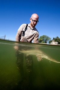 Fishery biologist surveys a Pallid sturgeon-3 photo