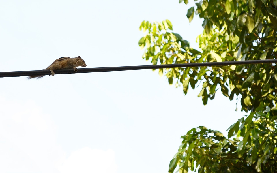 Wire chipmunk sri lanka photo