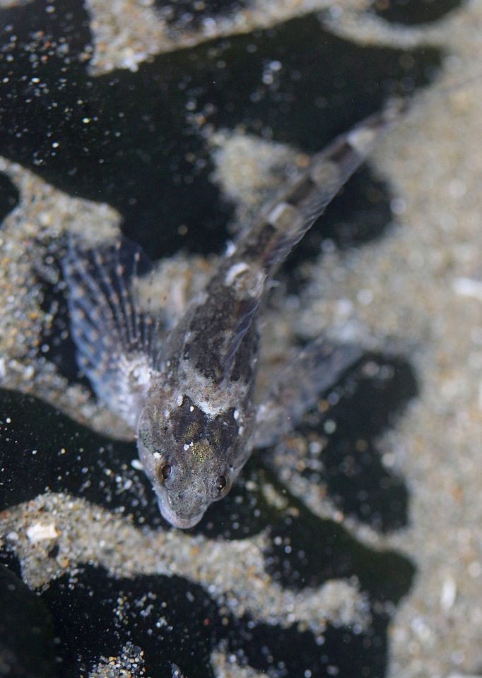 Tidepool Sculpin 