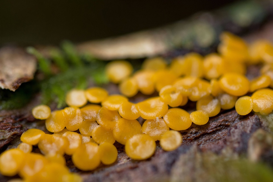 Bisporella